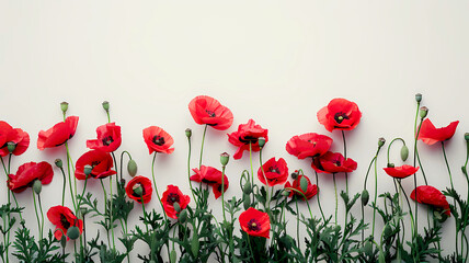 Obraz premium Red poppy flowers border on light background with copy space