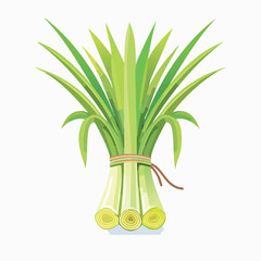 Freshly Cut Lemongrass Bundle Tied with Twine, Isolated.