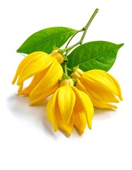 Yellow flowers on branch