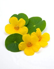 Yellow flowers on green leaves