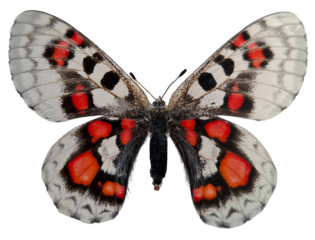 Colorful Parnassius nomion koiwayai butterfly with large red spots is seen isolated against a plain backdrop. Its wings display intricate patterns, highlighting its unique beauty.