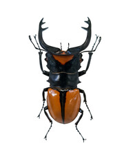 Red stag beetle, known as Odontolabis lacordaieri, displays powerful mandibles and a vibrant orange body.