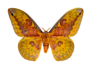 This striking silkmoth showcases vibrant yellow and orange colors. The detailed wing patterns highlight its unique features, making it a stunning example of Lepidoptera.
