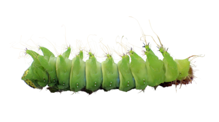 A large green caterpillar of Saturnia argema mimosae is shown isolated on a white background. Its distinctive features and texture are clearly visible, showcasing nature's beauty.