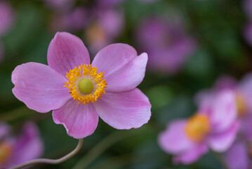 Late Season Perennial Pink Japanese Anemone in a Lush Garden. A sharp, detailed macro photograph of a pink Japanese Anemone (Windflower) bloom, highlighting the bright yellow-green centers and contras