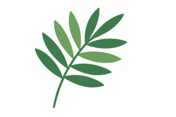 Green tropical plant palm leaf illustration with transparent background. Botanical graphic representing nature and ecology