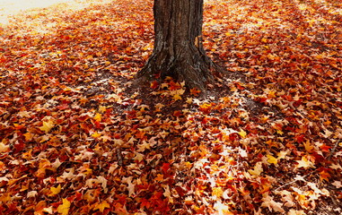 Red and Yellow Maple Leaves in Autumn