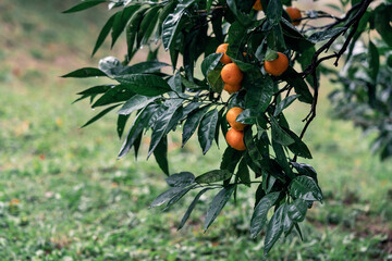 Mandarin orchard with vibrant oranges and lush green leaves in a serene gardening environment