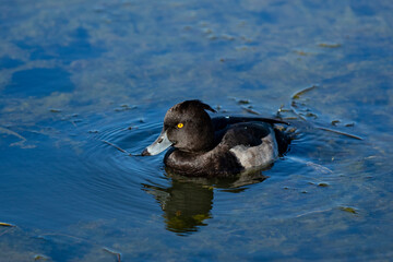 tufted duck and swan