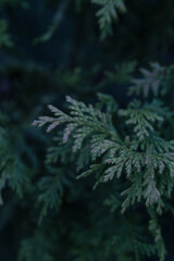 Close-up of green foliage with natural textures and copy space for design elements