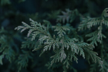 Green foliage with intricate textures creating a natural backdrop with ample copy space