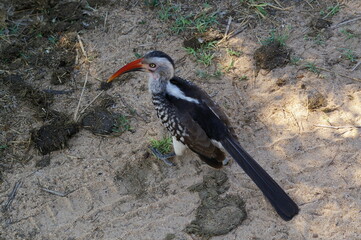 Vogel  © Manfred