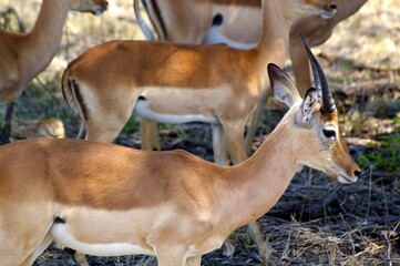 Antilope