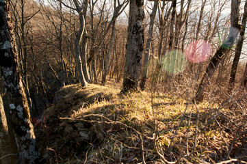 Golden hour transforms a bare early spring forest into a magical landscape of long shadows and warm light.