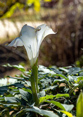 Jimson Weed 1