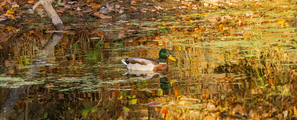 Male mallard duck reflected in water in autumn