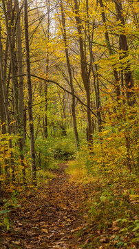 Hiking trail in autumn