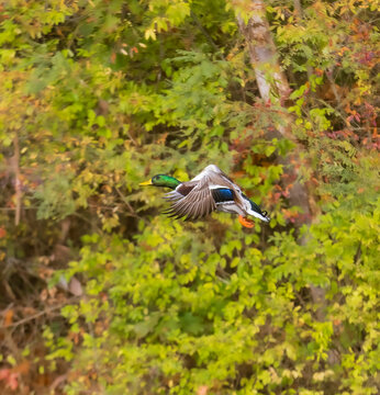 Male mallard duck in flight in fall
