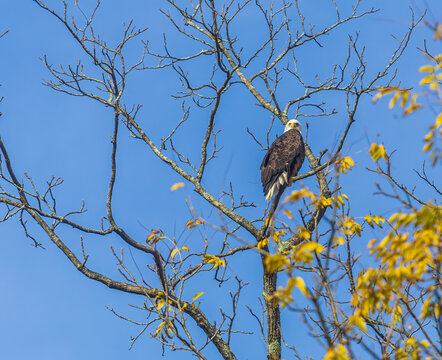 Adult bald eagle in a tree in fall