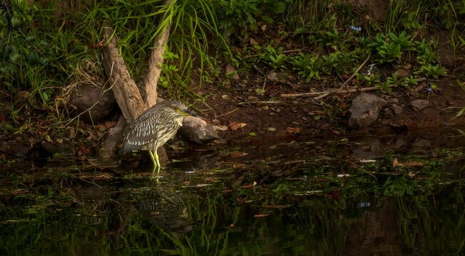 Juvenile black-crowned night heron near water