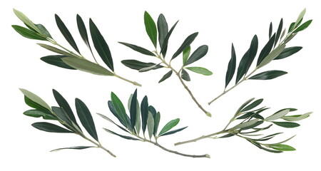 Set olive tree, twigs with fresh green leaves isolated on white background, clipping path 