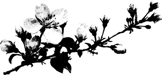Fototapeta premium Black and white halftone illustration of blooming branch for vintage design