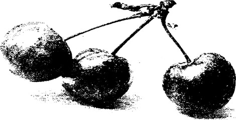 Monochrome halftone art of cherry stem with gritty texture for print and design