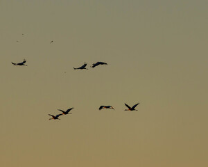 cranes in the sky