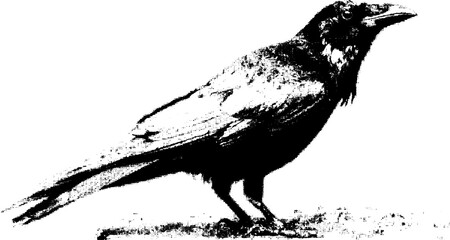 Obraz premium Gothic crow silhouette design in black and white halftone for posters and prints