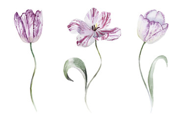 Watercolour floral illustration set. Burgundy flowers, maroon purple individual elements collection. Rose, peony, tulips, iris. Bouquets, wreaths, wedding invitations, anniversary, birthday, prints. 