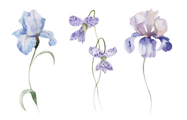 Watercolour floral illustration set. Burgundy flowers, maroon purple individual elements collection. Rose, peony, tulips, iris. Bouquets, wreaths, wedding invitations, anniversary, birthday, prints. 