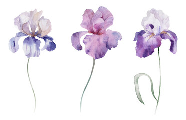 Watercolour floral illustration set. Burgundy flowers, maroon purple individual elements collection. Rose, peony, tulips, iris. Bouquets, wreaths, wedding invitations, anniversary, birthday, prints. 