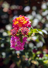 Rainbow Lantana 1