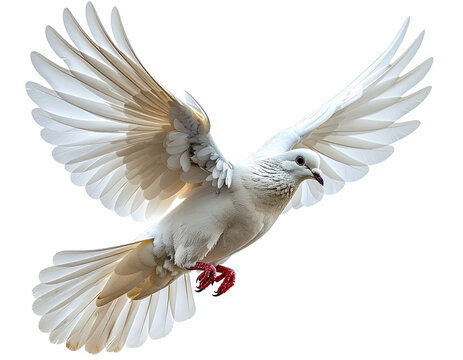 Flying Dove with Wings Spread, Side Angle, Isolated PNG