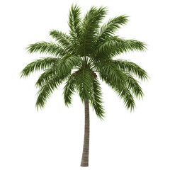 Lush green palm tree with vibrant fronds evokes tropical paradise and serene vacation vibes for your design projects.