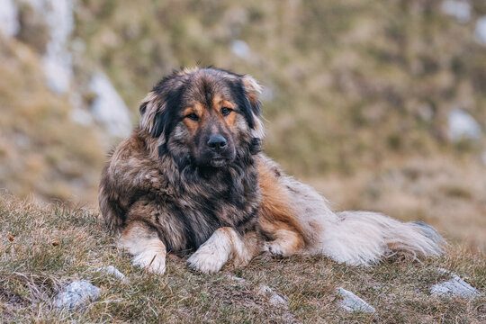Sarplaninac dog resting on sparse mountain grass enjoying outdoor life. Large fluffy livestock guardian dog breed from Sar Mountains