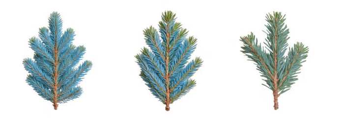 Three blue spruce tree branches with needles, isolated on transparent background
