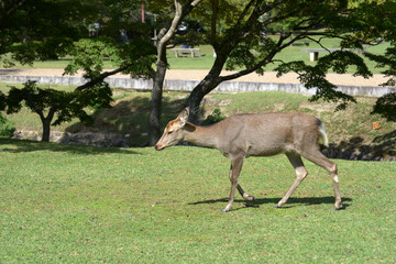 奈良公園　散歩する子鹿　奈良市
