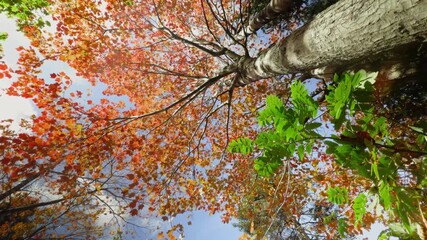 A cinematic autumn scene with yellow maple leaves glowing in warm sunlight. The gentle wind sways the branches while the forest floor shimmers in gold. The peaceful Canadian park in Halifax captures