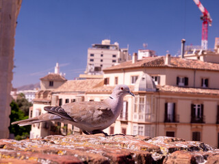 Turtledove resting on a tower of Gibralfaro Castle, Malaga, Spain
