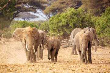 Obraz premium African elephants in Amboseli National Park. Kenya, Africa.