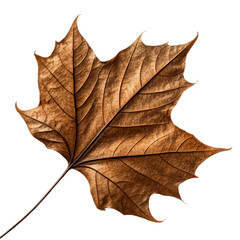 Fototapeta premium Dry Autumn Maple Leaf Isolated on White Background