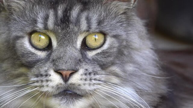 Close up of Maine Coon cat looking straight into the camera