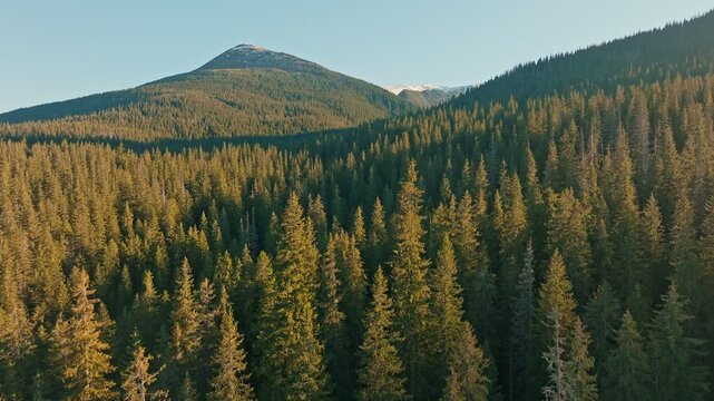 Breathtaking Mountain Scenery Surrounded by Lush Forest