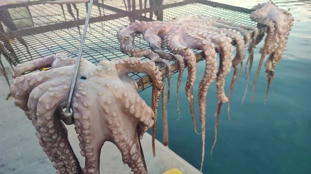 Octopuses Caught in the Sea and Dried in the Sun with Wasps Flying Over Them Footage.