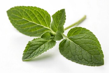 fresh mint leaves
