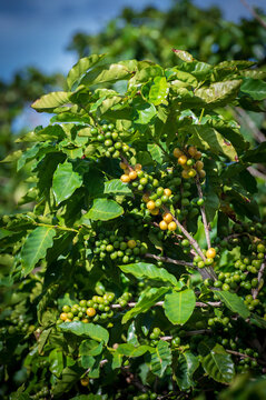 Closeup of coffee beans growing on branches of the coffee tree on the island of Kauai, Hawaii. The "bean" is the seed of the coffee cherry, a fruit that grows on the coffee plant's branches.  