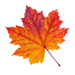 Red maple leaf isolated on transparent background 