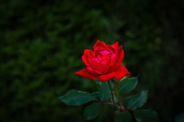 A red rose bloom.