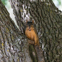 A squirrel with what appears to be an acorn in its mouth.